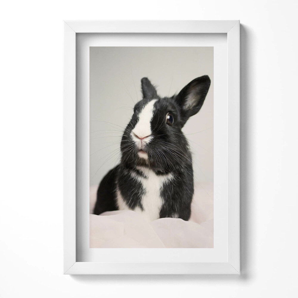 Obraz s rámem elegantní Černobílý roztomilý králík