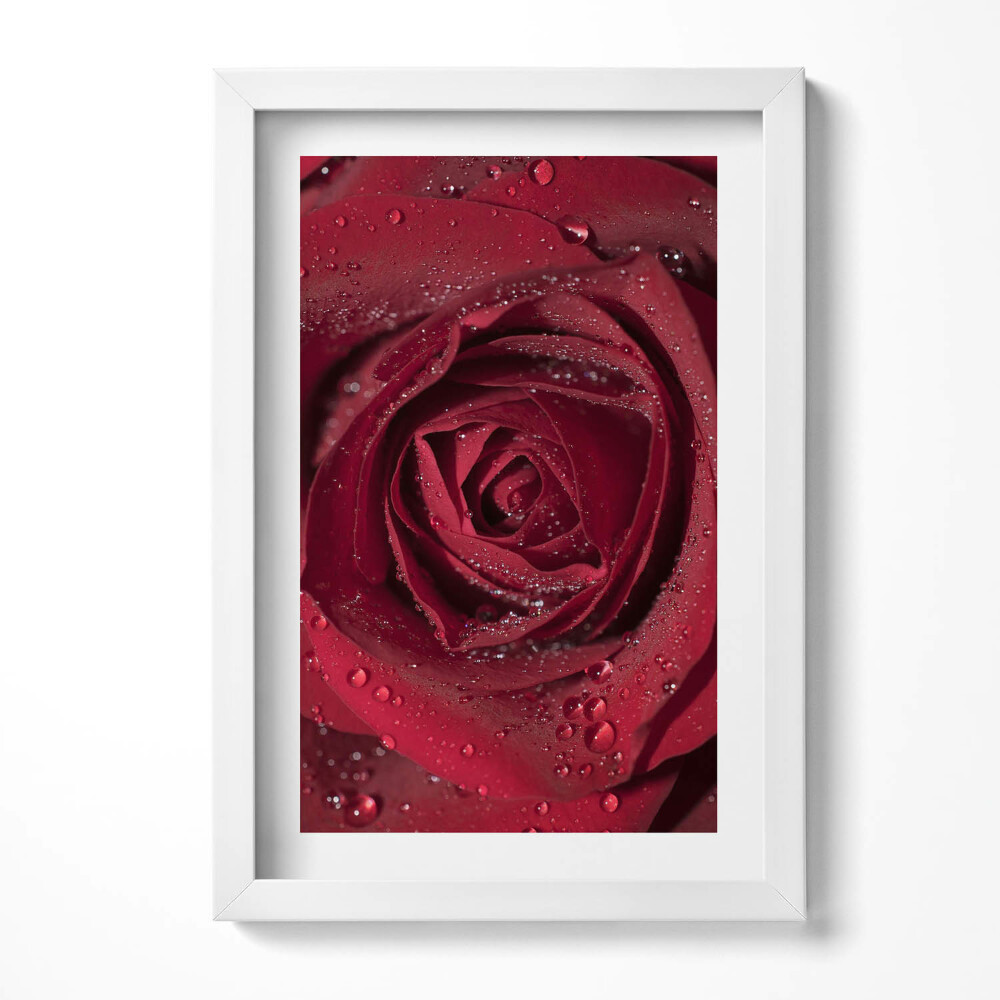 Obraz s rámem elegantní Detailní záběr na červenou růži v rose