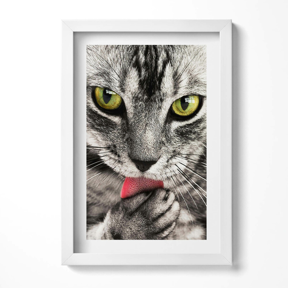 Obraz s rámem elegantní Šedé kotě s kočičíma očima