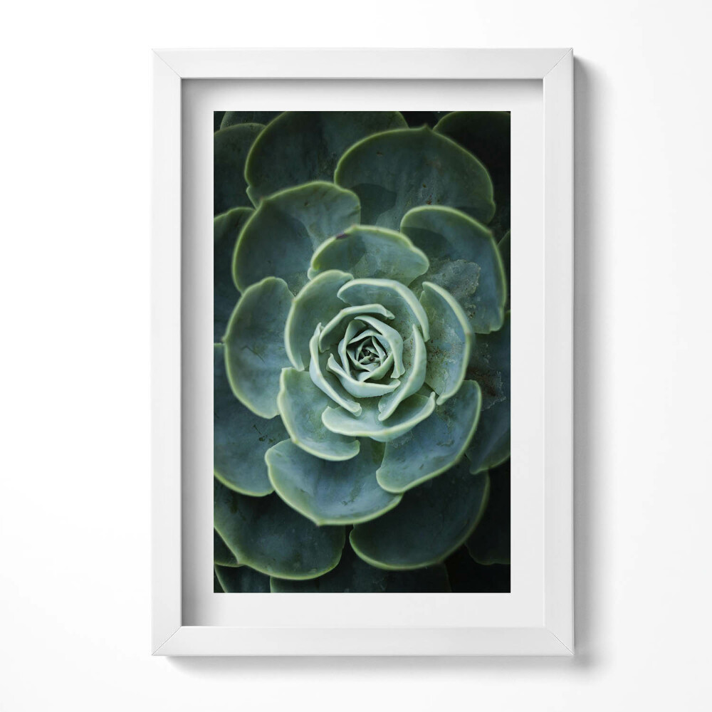 Obraz s rámem elegantní Zelená sukulentní rostlina