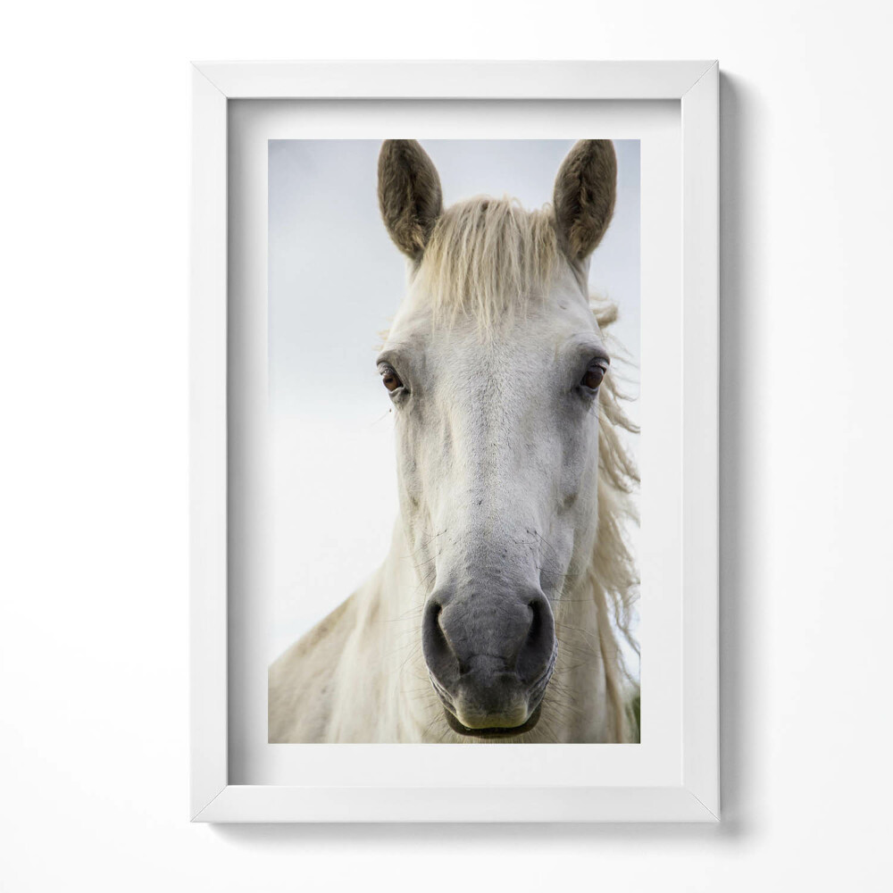 Obraz s rámem elegantní Hlava koně bílého oře