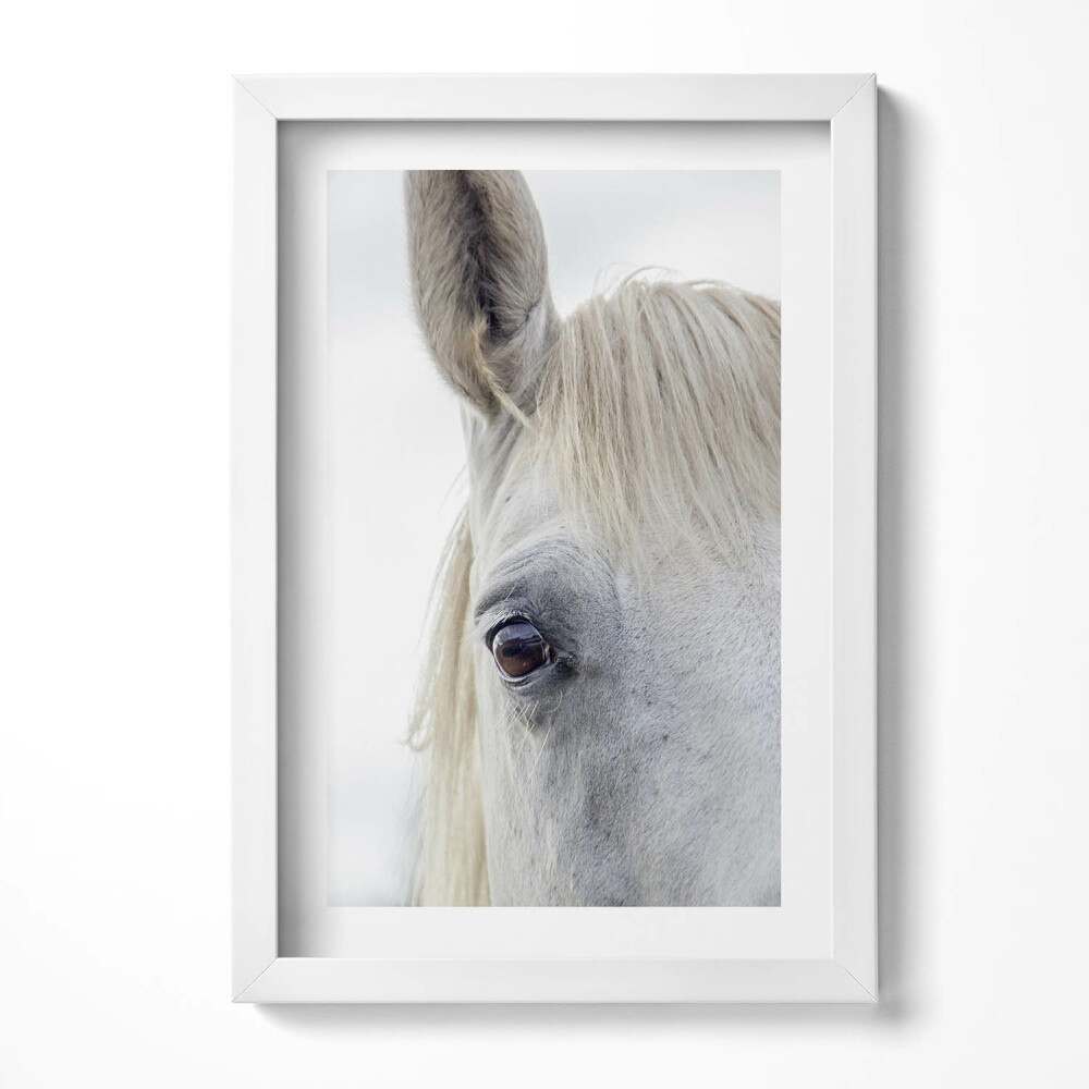 Obraz s rámem elegantní Hlava koně bílého oře