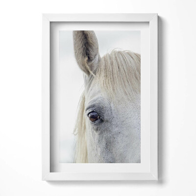 Obraz s rámem elegantní Hlava koně bílého oře
