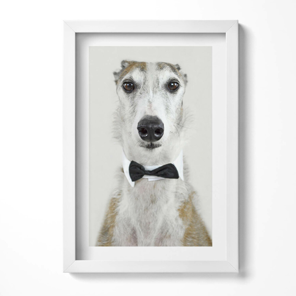 Obraz s rámem elegantní Portrét psa s motýlkem