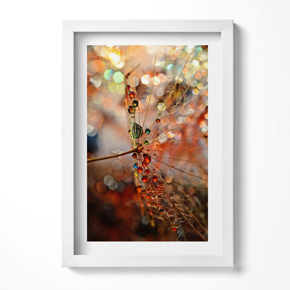 Obraz s rámem elegantní Pampeliška a rosa