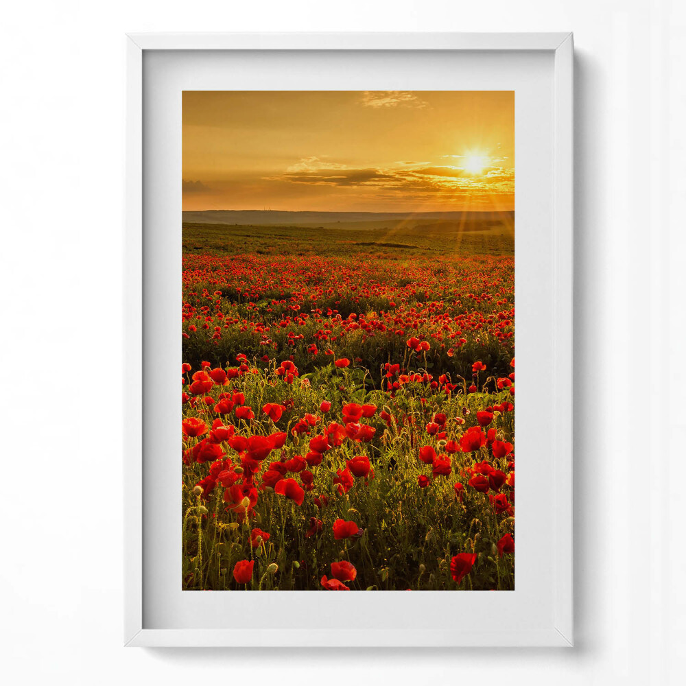 Obraz v rámu dekorativní Krajina louky květů máku