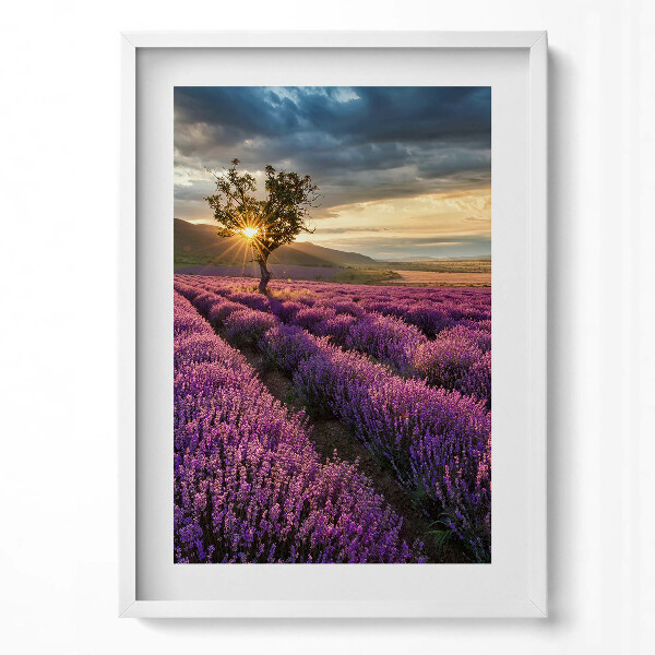 Obraz v rámu dekorativní Krajina levandulového pole