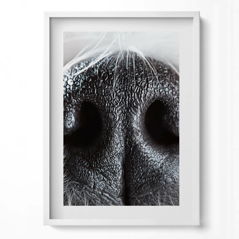 Obraz v rámu dekorativní Detailní záběr zvířecího nosu