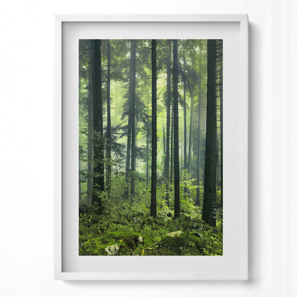 Obraz v rámu dekorativní Krajina stromů a lesní vegetace