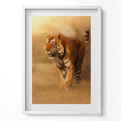Obraz v rámu dekorativní Divoký tygr na lovu