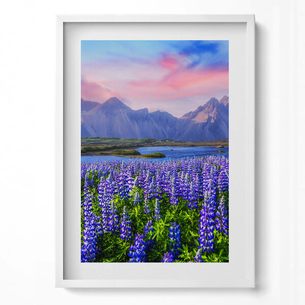 Obraz v rámu dekorativní Levandulová pole - Island