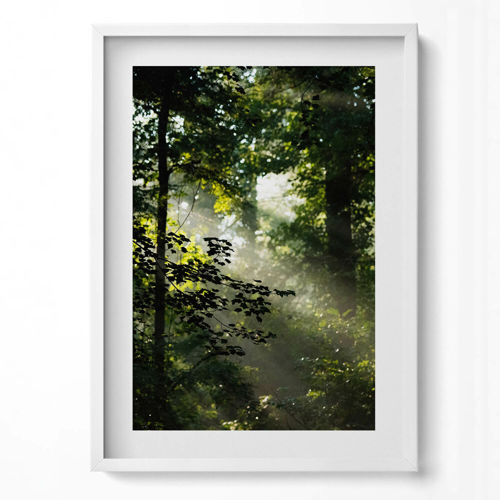 Obraz v rámu dekorativní Sluneční paprsky a stromy