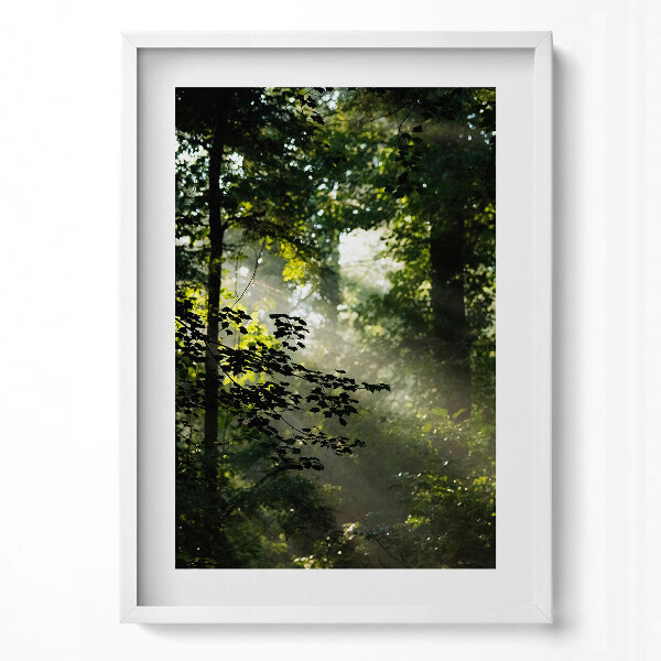 Obraz v rámu dekorativní Sluneční paprsky a stromy