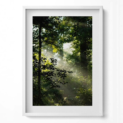 Obraz v rámu dekorativní Sluneční paprsky a stromy