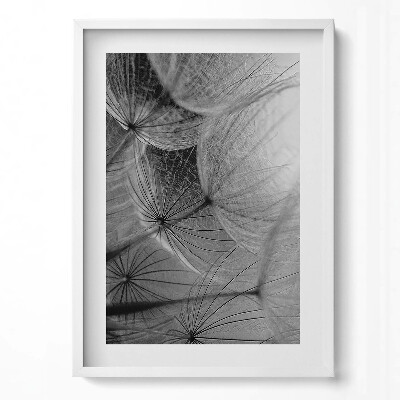 Obraz v rámu dekorativní Černobílý detail pampelišky