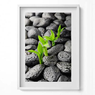 Obraz v rámu dekorativní Zelené rostliny na mokrých kamenech