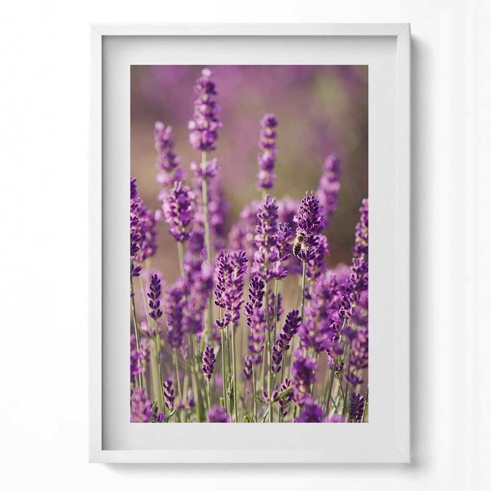 Obraz v rámu dekorativní Levandulová květinová louka