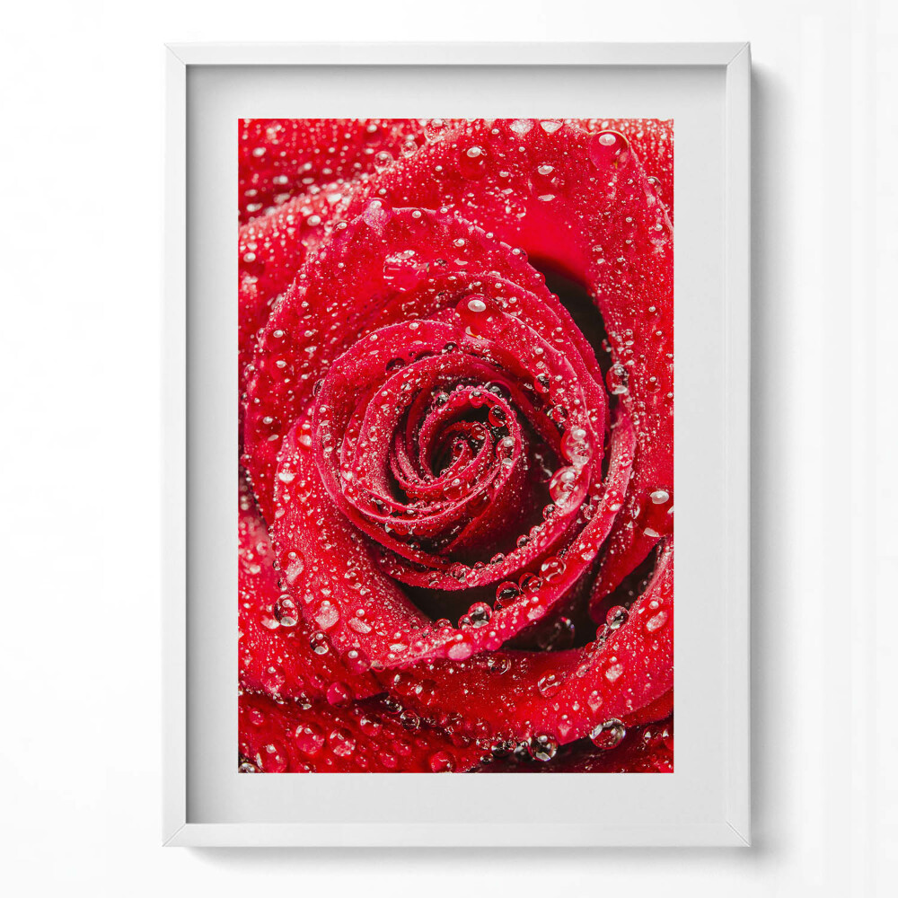 Obraz v rámu dekorativní Rosa na okvětních lístcích červené růže