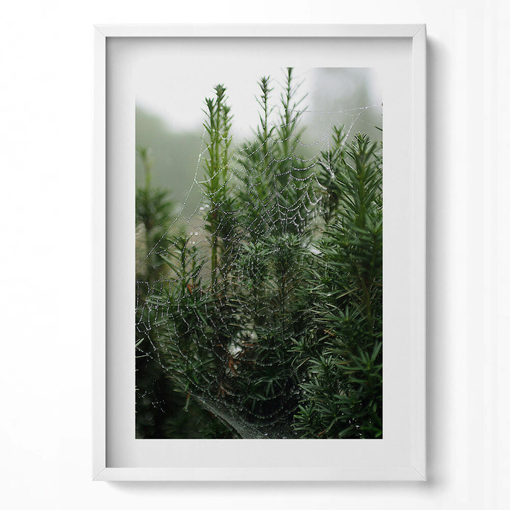 Obraz v rámu dekorativní Pavučina s rosou na stromě