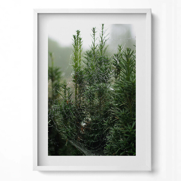 Obraz v rámu dekorativní Pavučina s rosou na stromě