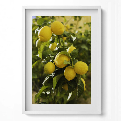 Obraz v rámu dekorativní Zralé sicilské citrony