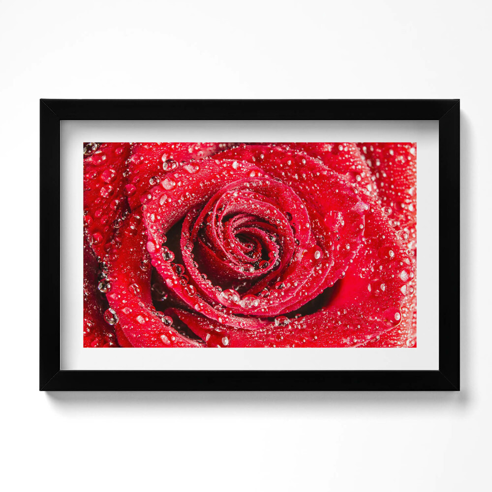 Obraz s rámem dekorativní Rosa na okvětních lístcích červené růže