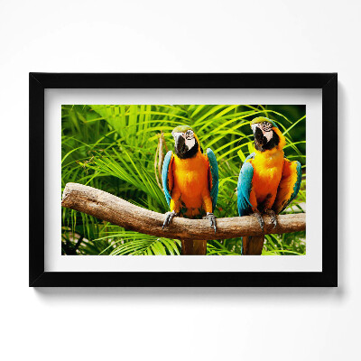 Obraz s rámem dekorativní Dva barevné papoušky ara v džungli