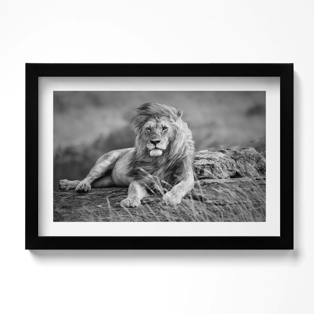 Obraz s rámem dekorativní Majestátní zvířecí lev