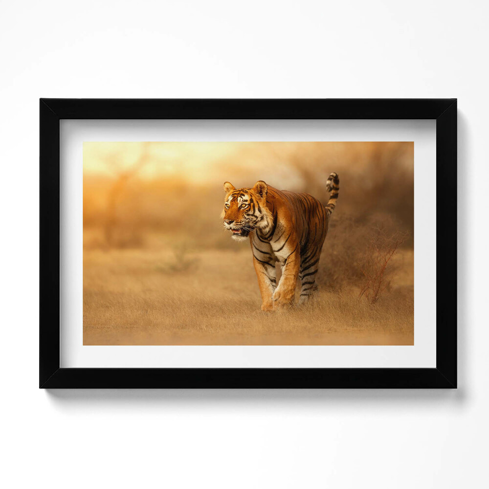 Obraz s rámem dekorativní Divoký tygr na lovu
