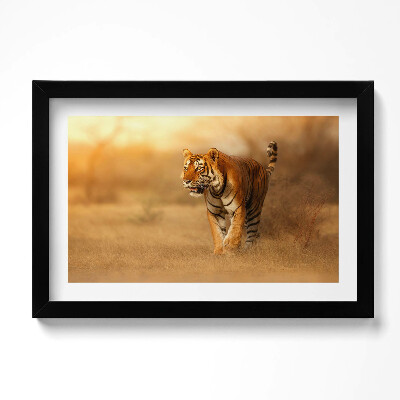 Obraz s rámem dekorativní Divoký tygr na lovu