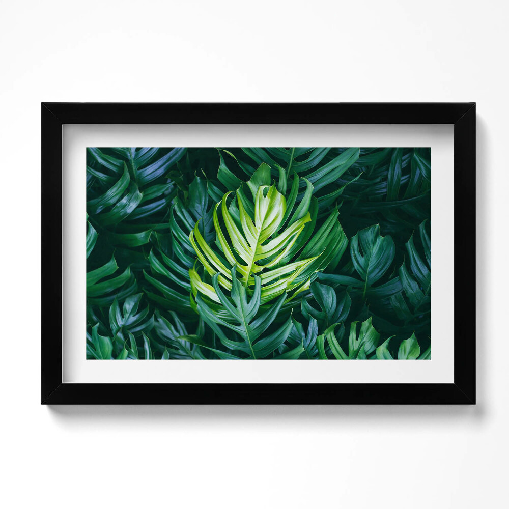 Obraz s rámem dekorativní Tropická příroda - listy monstera
