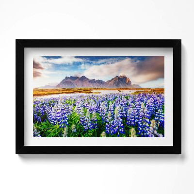 Obraz s rámem dekorativní Kouzelné květy lupiny