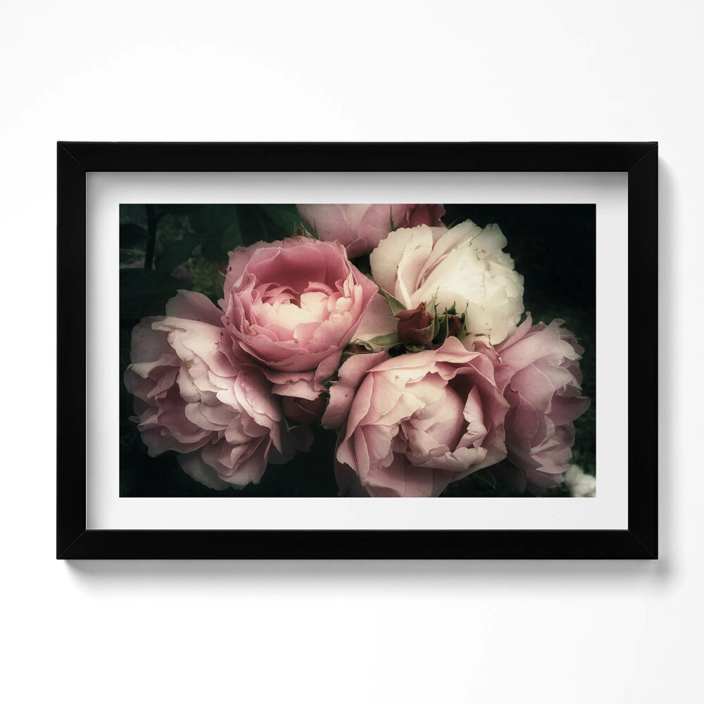 Obraz s rámem dekorativní kytice růžových historických růží