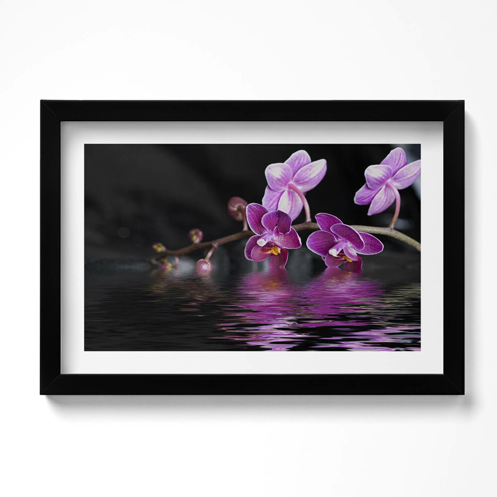 Obraz s rámem dekorativní Růžový květ orchideje na vodě