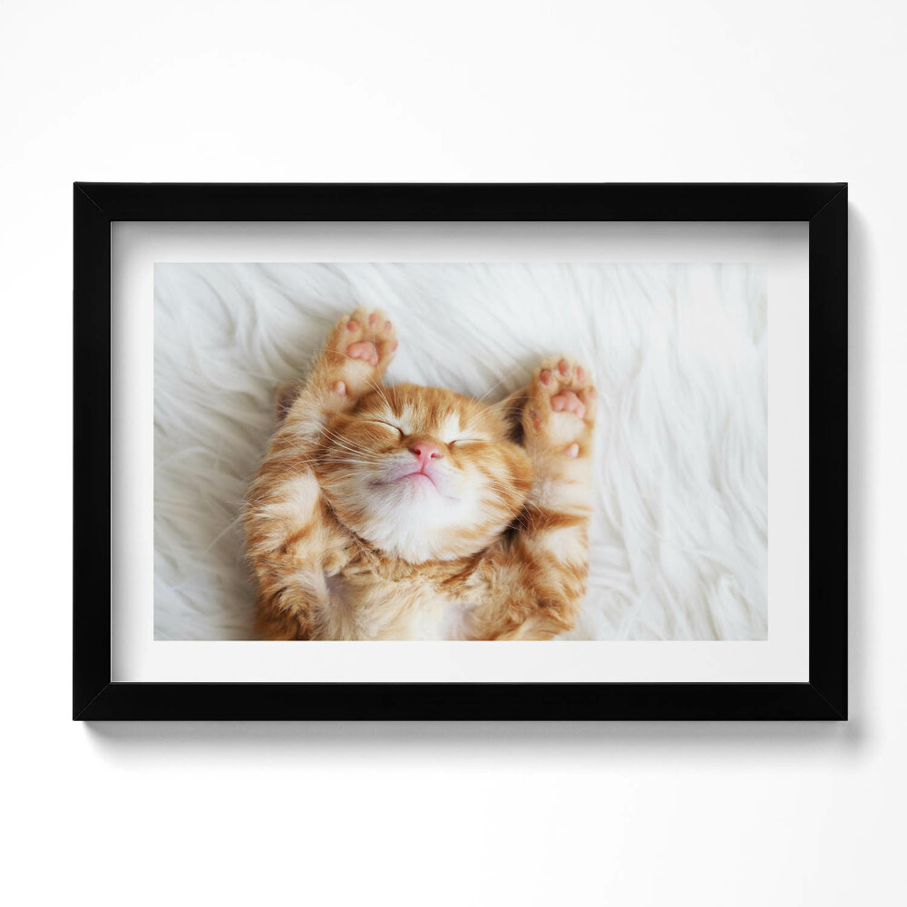 Obraz s rámem dekorativní Malé spící kotě