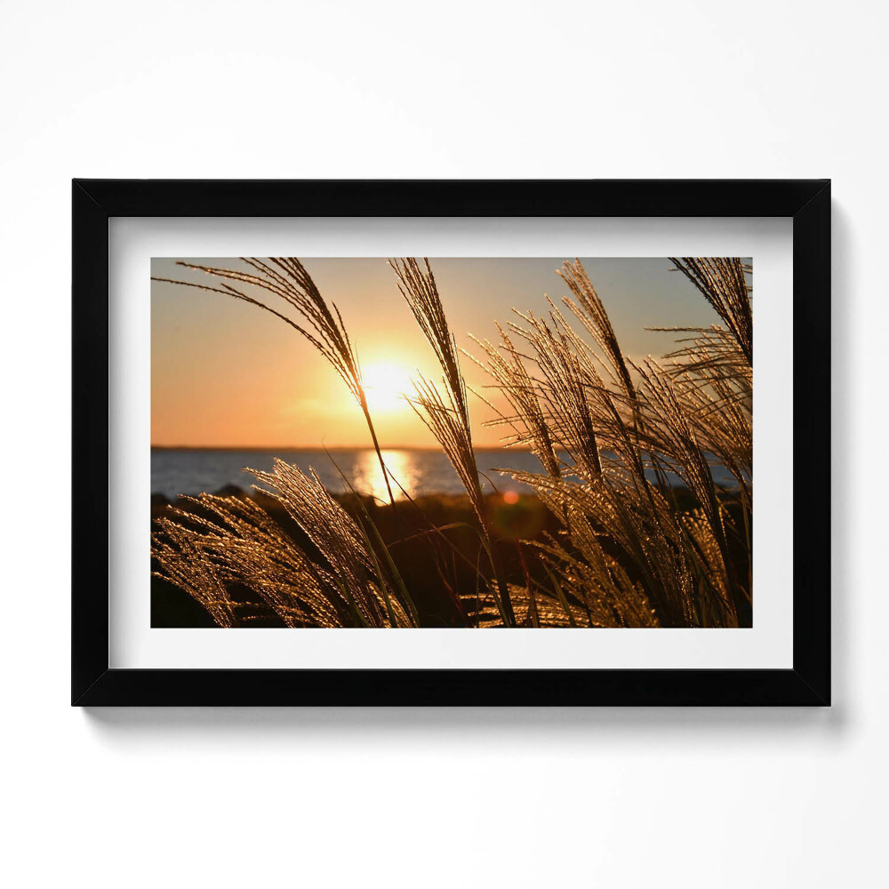 Obraz s rámem dekorativní Pšenice ve Zlaté hodině