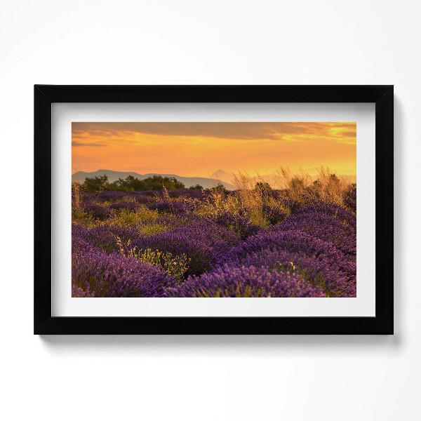 Obraz s rámem dekorativní Levandulová louka Provence Francie