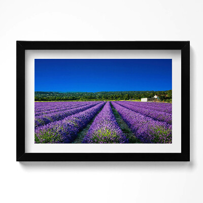 Obraz s rámem dekorativní Levandulové pole v Provence