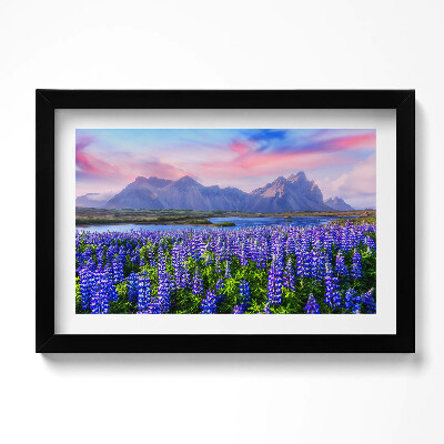 Obraz s rámem dekorativní Levandulová pole - Island