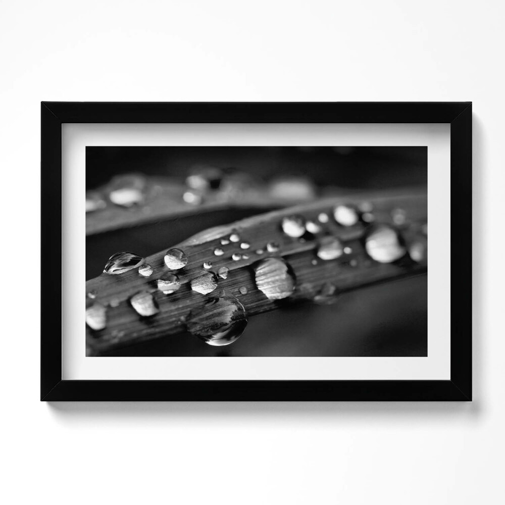 Obraz s rámem dekorativní List Rosa Černá a bílá