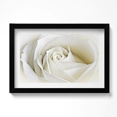 Obraz s rámem dekorativní Jemné bílé okvětní lístky růží