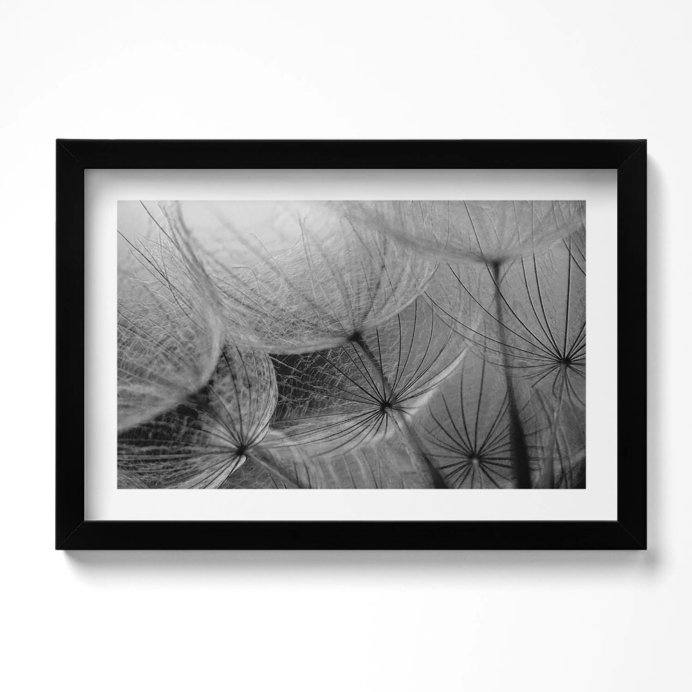 Obraz s rámem dekorativní Černobílý detail pampelišky