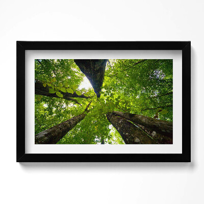 Obraz s rámem dekorativní Zelené listnaté stromy