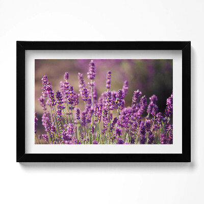 Obraz s rámem dekorativní Levandulová květinová louka