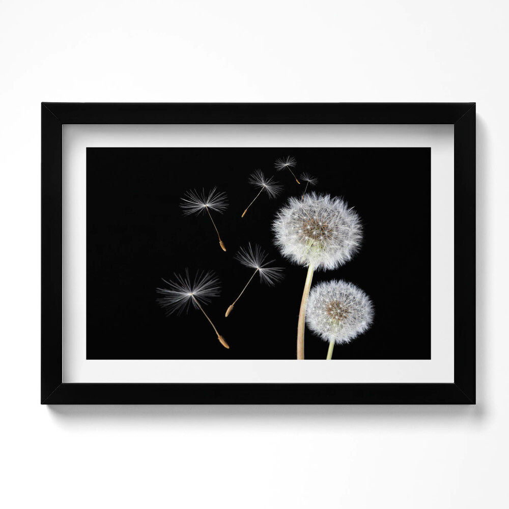 Obraz s rámem dekorativní Dvě pampelišky