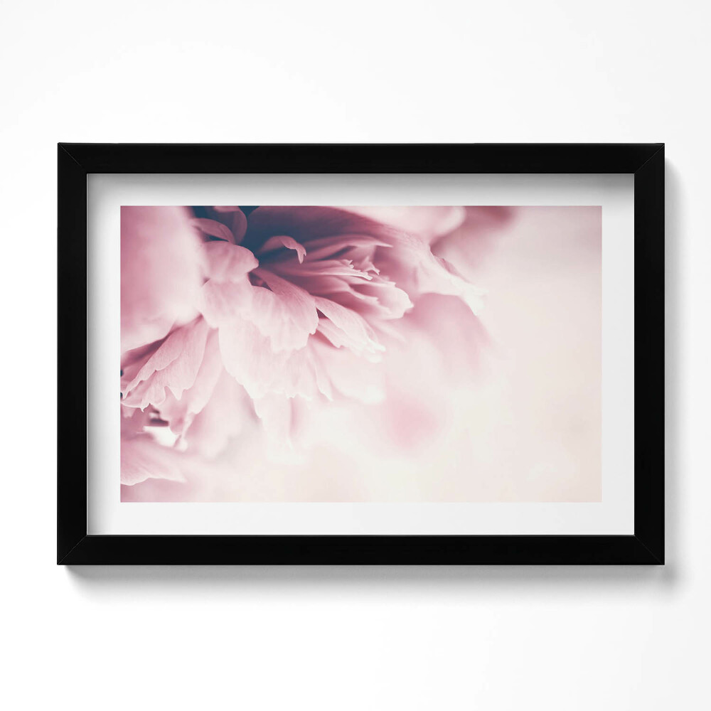 Obraz s rámem dekorativní Detailní záběr na okvětní lístky pivoňky