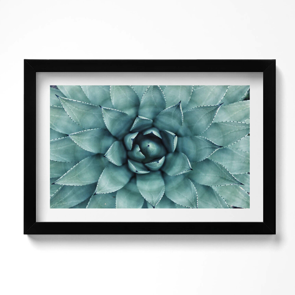 Obraz s rámem dekorativní Zelená sukulentní rostlina