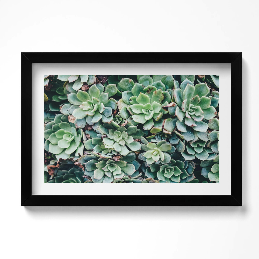 Obraz s rámem dekorativní Zelené sukulentní rostliny