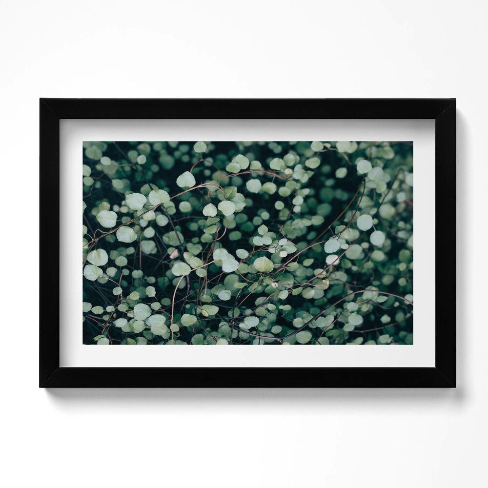 Obraz s rámem dekorativní Drobné listy rostliny