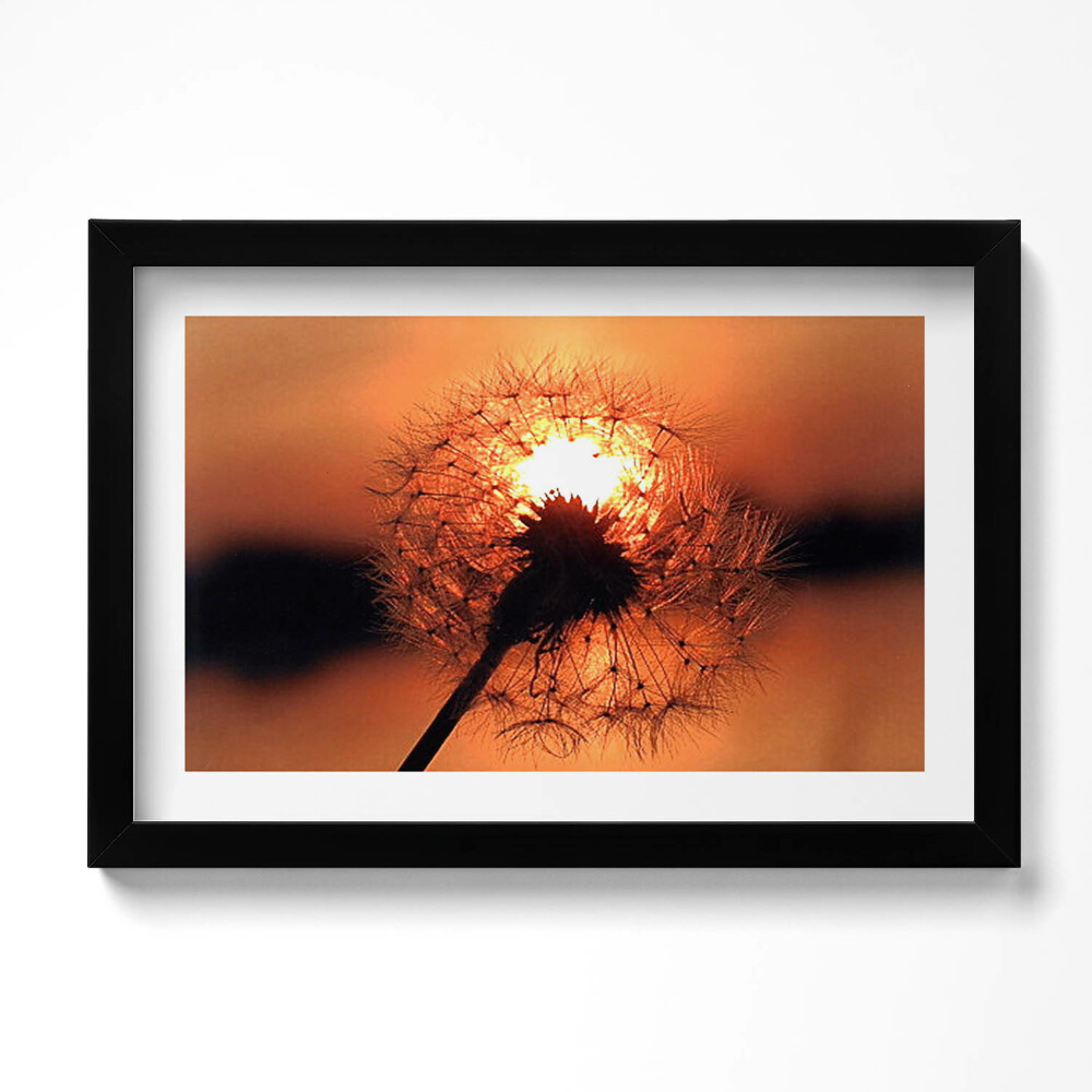 Obraz s rámem dekorativní Pampeliška při západu slunce